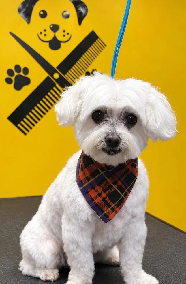 After: the same white Maltese mix with a neat, short trim and a plaid bandana