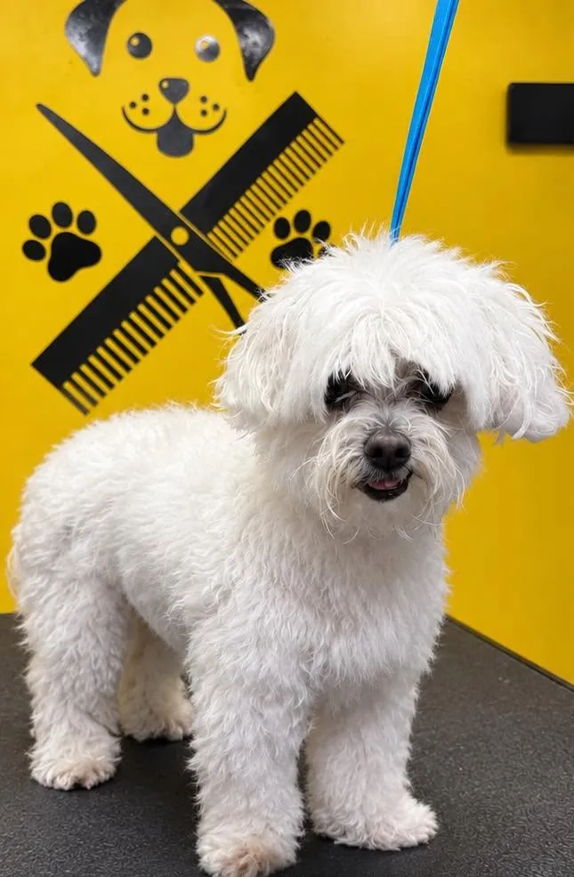 Before: a fluffy white Maltese mix with long, shaggy hair over the eyes